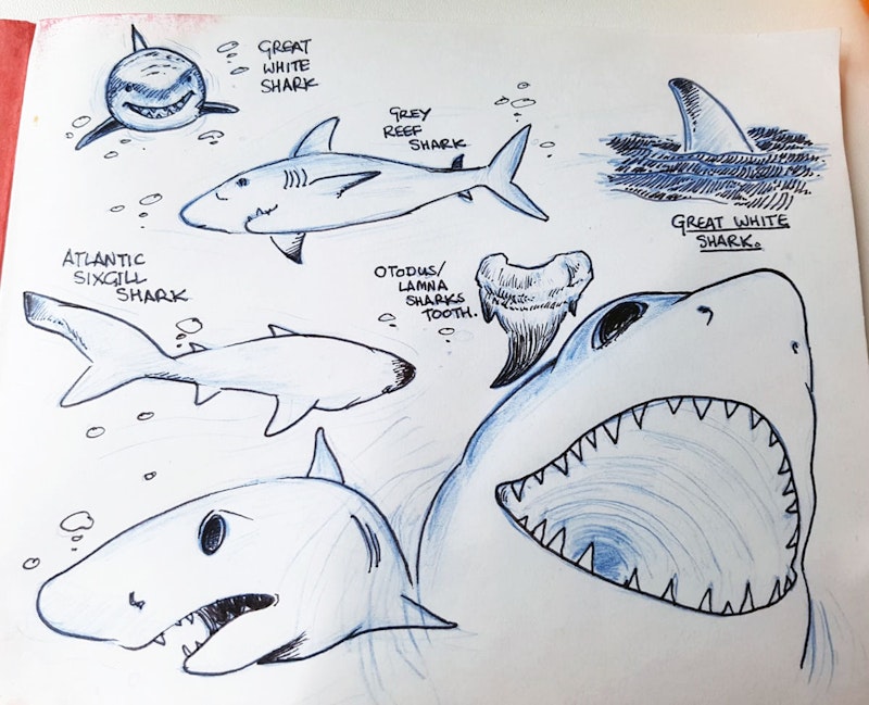 Shark study by Storyboard Artist Ceili Braidwood