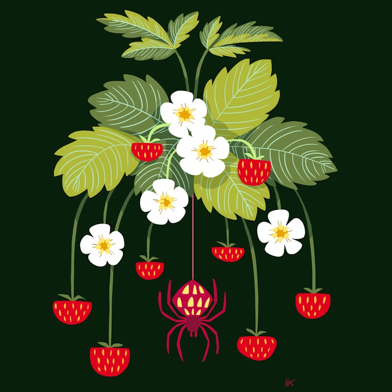 'Spider in the Strawberries' by Heather Clark 