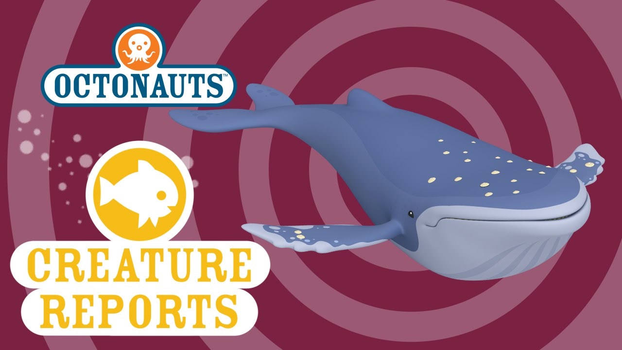 octonauts creature report albino humpback whale