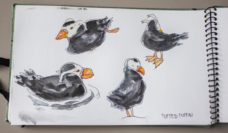 'The Tufted Puffin' by Olly Blake