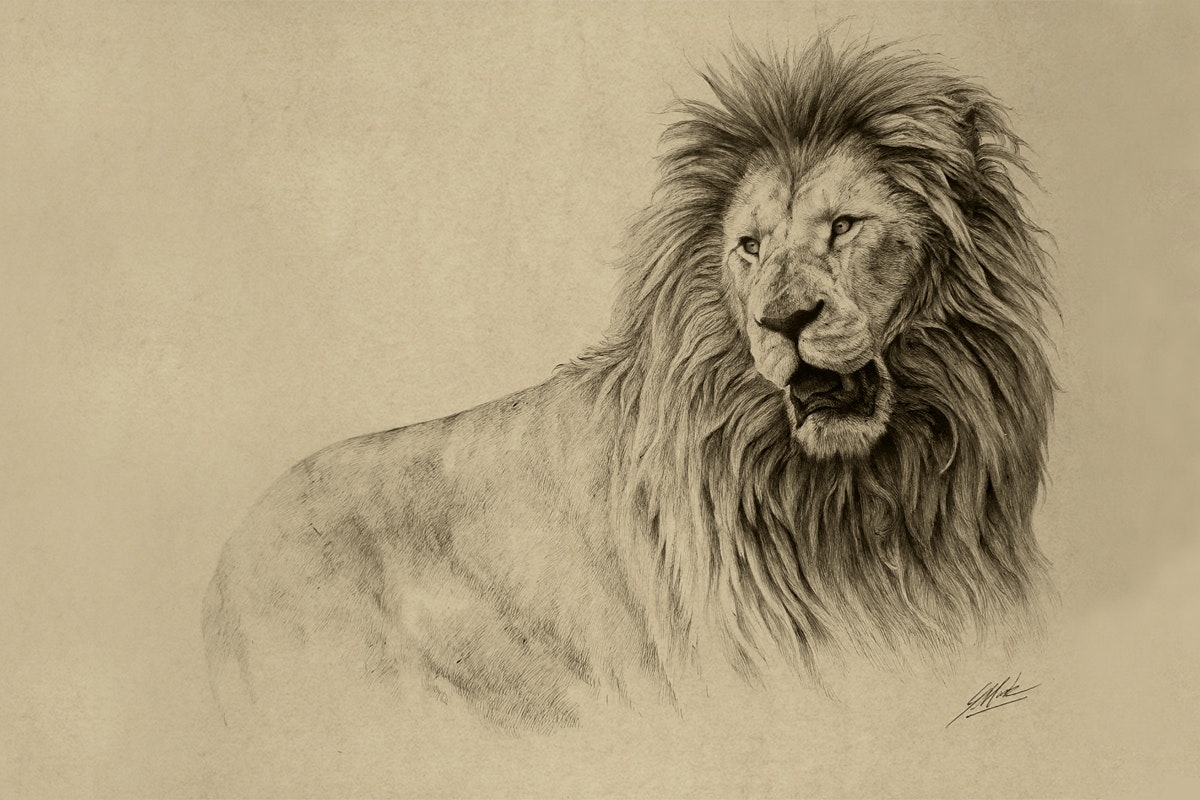 Lion sketch drawing on white background. lion... - Stock Illustration  [71080813] - PIXTA