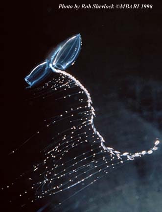 siphonophore octonauts creature report